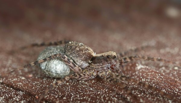 Quelles formes de sacs à main choisir pour compléter un look androgyne sophistiqué?