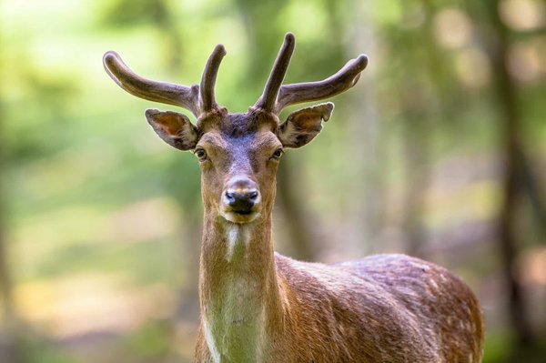 Quels types de vestes en daim sont appropriés pour une allure printanière chic?