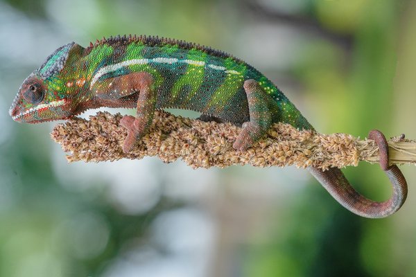 Quelle préparation à base de plantes est recommandée pour apaiser les douleurs menstruelles?